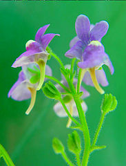 photo "Tiny Dancers"