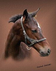 photo "Young Colt"
