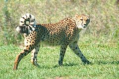 photo "cheetah with curled tail"