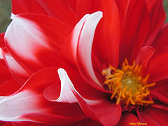 фото "Red"
