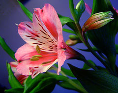 фото "a flower"
