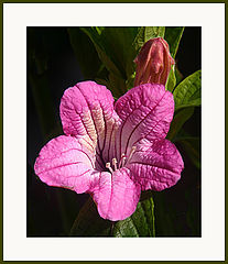photo "Ruellia"
