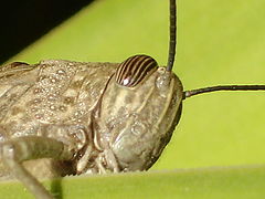 photo "grasshopper"