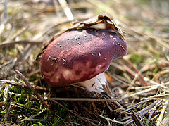 фото "маскировка"
