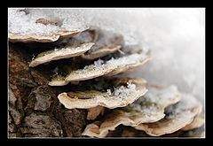 фото "touchwood"