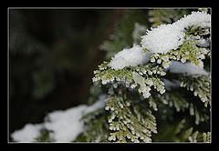 фото "***"