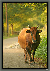 photo "***"
