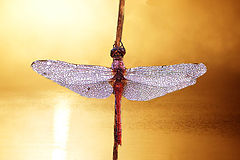 photo "dragonfly at sunrise"