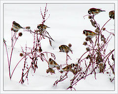 photo "Goldfinches on a burdock"