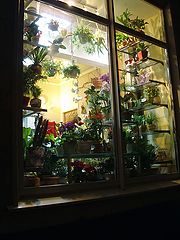 фото "За стеклом"