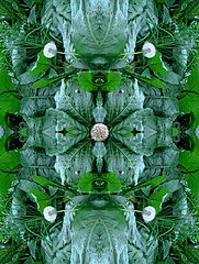 photo "***"