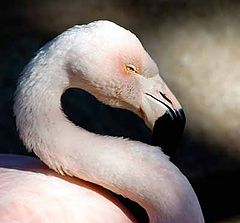 photo "Flamingo"