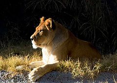 photo "Lioness"