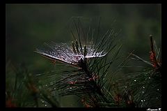 photo "Crystal web"