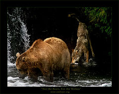 photo "For the Bears, For the Wolves"