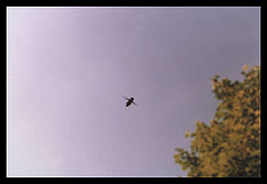 photo "simple?"