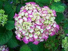 photo "" Hydrangea ""