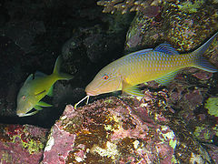 photo "Long feeler goatfish"