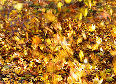 photo "Melody of Fall"