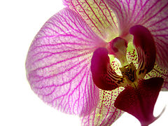 photo "***"
