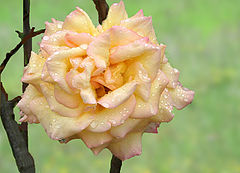 photo "english rose,"