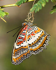 photo "Cethosia biblis"