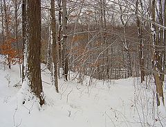 фото "зима в кленовой роще"