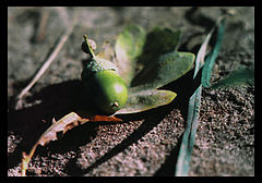 photo "autumn"