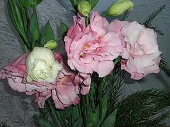 фото "flowers"