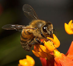 photo "Bee"