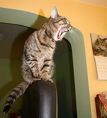 photo "come on if you think you are big enough"