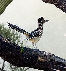 photo "Roadrunner in Arizona, USA"