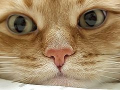 фото "Mr. Nose"