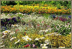 фото "Ириновый сад"