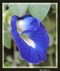 фото "Indigo"