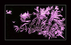 фото "***"