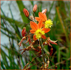 фото "Orange"