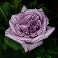 photo "Detailed Mauve Rose"