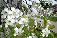 фото "Весна"