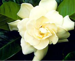 photo "Gardenia "Florida ""