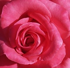 фото "Square Rose"