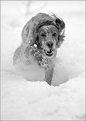 photo "English setter 2"