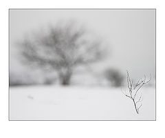фото "Тонкая"