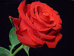 photo "Rose for darling"