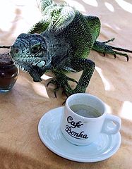 фото "iguana"