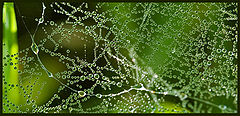 photo "spiderweb  in dew"