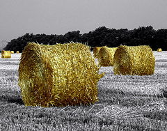 photo "The Golden Family"