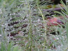 photo "After rain"