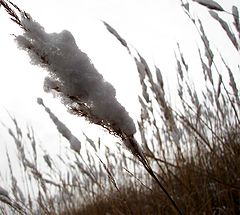 photo "***"