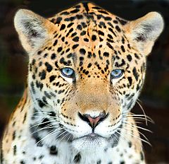 photo "head shot jaguar"